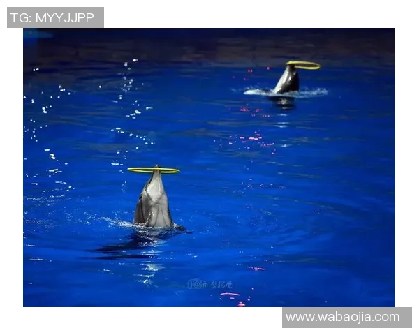 海豚足球画展现海洋生物与运动激情的完美结合 海豚足球画展现海洋生物与运动激情的完美结合